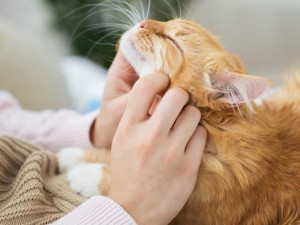 چگونه گربه را عاشق خود کنیم؟