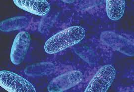 میتوکندری (مطلب)