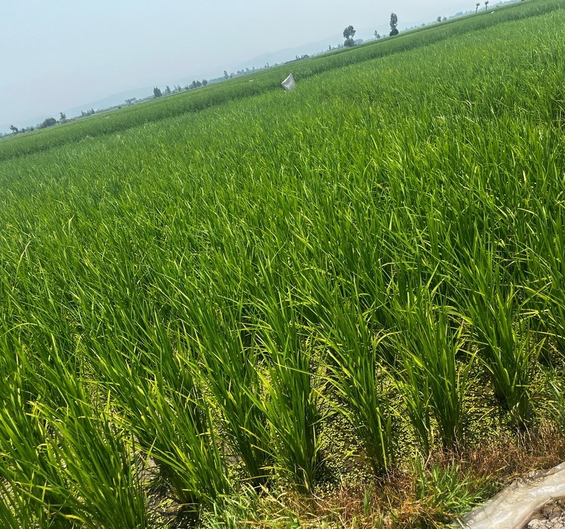 برنج طارم 10 کیلویی