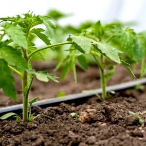 لوله نخدار - سایز 50 ( 1.12 اینچ) - کلاف 100 متری | آبیاری قطره ای | لوله پلی اتیلن