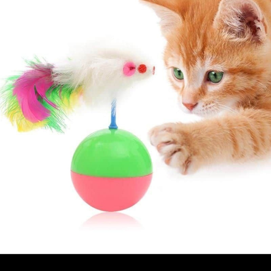 تعادلی گربه