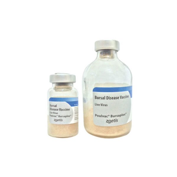 بورساپلکس    BURSAPLEX