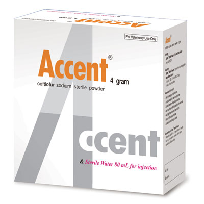 اکسنت Accent