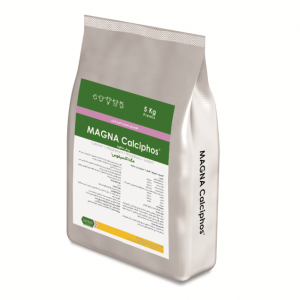 مگناکلسیفوس