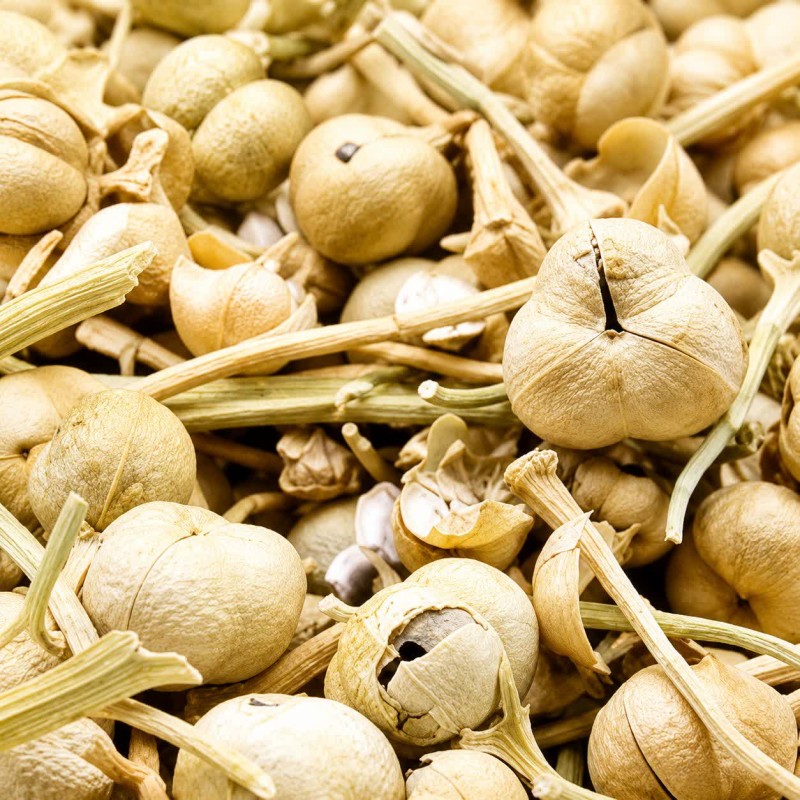 اسپند قپه ( اسپند نخودی )