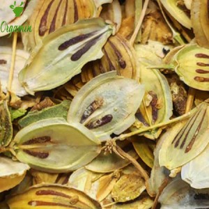 گلپر درشت و اعلا -با کیفیت-ارزان-مناسب-آشپزی-خرید-اینترنتی-گلپر درشت و اعلا-با کیفیت