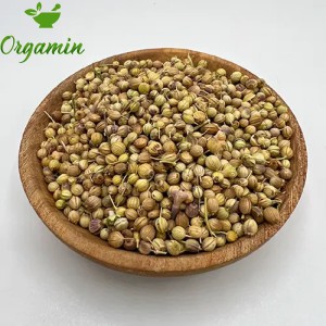 تخم گشنیز سورت شده اعلا -با کیفیت-ارزان-مناسب-آشپزی-خرید-اینترنتی-تخم گشنیز سورت شده اعلا-با کیفیت