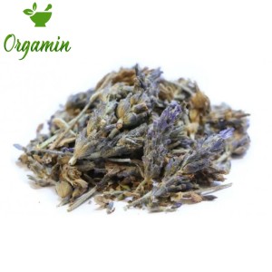 دمنوش اسطخودوس خشک در فنجان چای همراه با برگ‌های گیاه اسطخودوس