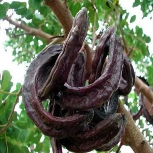 خرنوب - 100 گرم