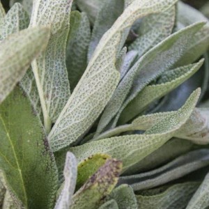 برگ مریم گلی خشک