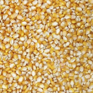ذرت خشک برای پاپ کورن