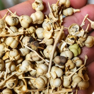 اسپند قپه ( اسپند نخودی )