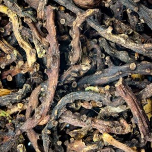 ریشه بسفایج اصل