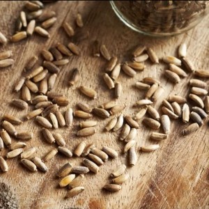 دانه خار مریم تازه