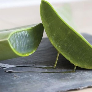 خرید برگ آلوئه ورا تازه