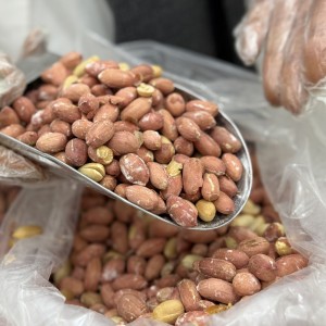 بادام  زمینی آستانه ایرانی