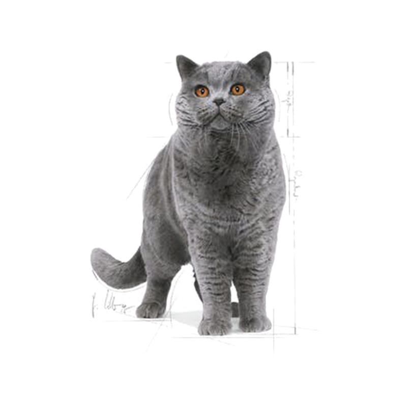 غذای خشک گربه مو کوتاه نژاد بریتیش رویال کنین Royal Canin Adult British ShortHair وزن 2 کیلوگرم