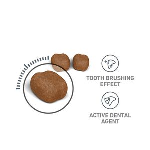 غذای خشک مراقبت از دندان گربه رویال کنین Royal Canin Dental Care وزن 1.5 کیلوگرم