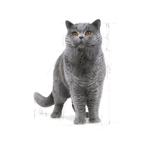 غذای خشک گربه مو کوتاه نژاد بریتیش رویال کنین Royal Canin Adult British ShortHair وزن 2 کیلوگرم