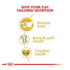 غذای خشک گربه مو کوتاه نژاد بریتیش رویال کنین Royal Canin Adult British ShortHair وزن 2 کیلوگرم