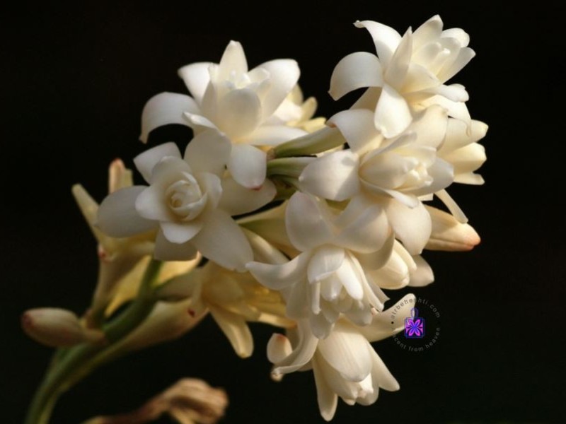 عطر گل مریم