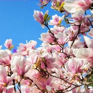 عطر گرمی گل مگنولیا