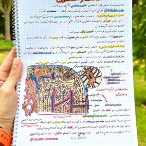 زیست تصویری یازدهم