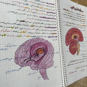 زیست تصویری یازدهم