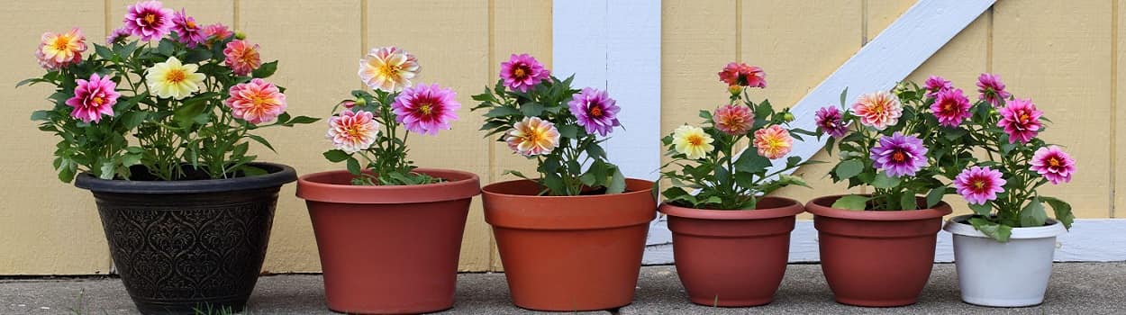 96- چگونه گلدان گیاه خانگی خود را تعویض کنیم؟