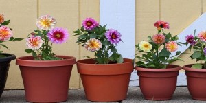96- چگونه گلدان گیاه خانگی خود را تعویض کنیم؟