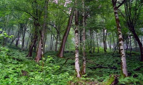 منطقه حفاظت شده جنگلی خیبوس