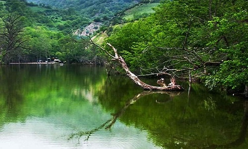 جنگل و روستای کوتنا