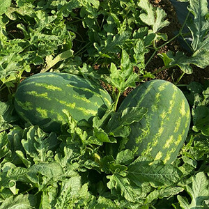 بذر هندوانه هیبرید آمور آر اس سیدز (RS Seeds)