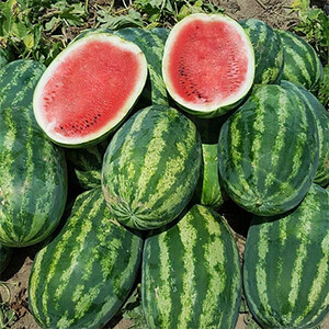 بذر هندوانه هیبرید آمور آر اس سیدز (RS Seeds)