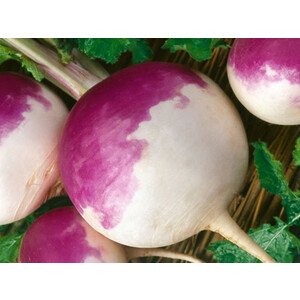 بذر شلغم Early Purple Top White Globe ویکیما