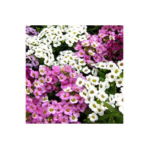 بذر گل آلیسوم (عسلی) الوان