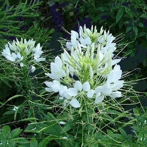بذر گل چلچراغ (عنکبوتی) پابلند الوان