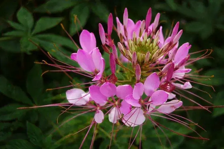 گل چلچراغ یا Cleome hassleriana 