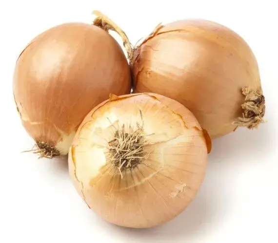 خرید بذر پیاز استاندارد Yellow Sweet Spanish ایران بذر