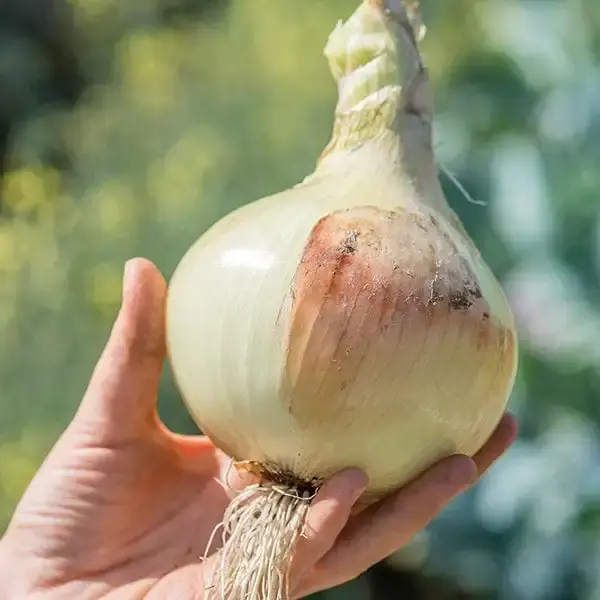 بذر پیاز استاندارد Yellow Sweet Spanish ایران بذر