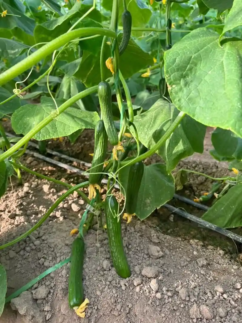عکس خیارهیتا