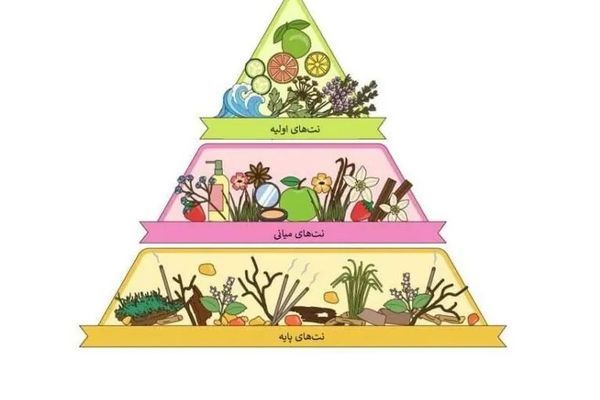 تفاوت نت اولیه، نت میانی و نت پایه در عطر چیست؟ راهنمای کامل شناخت ساختار رایحه