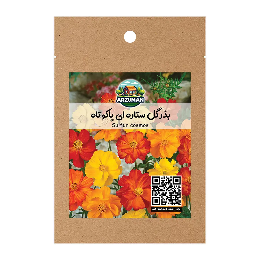 بذر گل ستاره ای پاکوتاه با گلدهی سریع