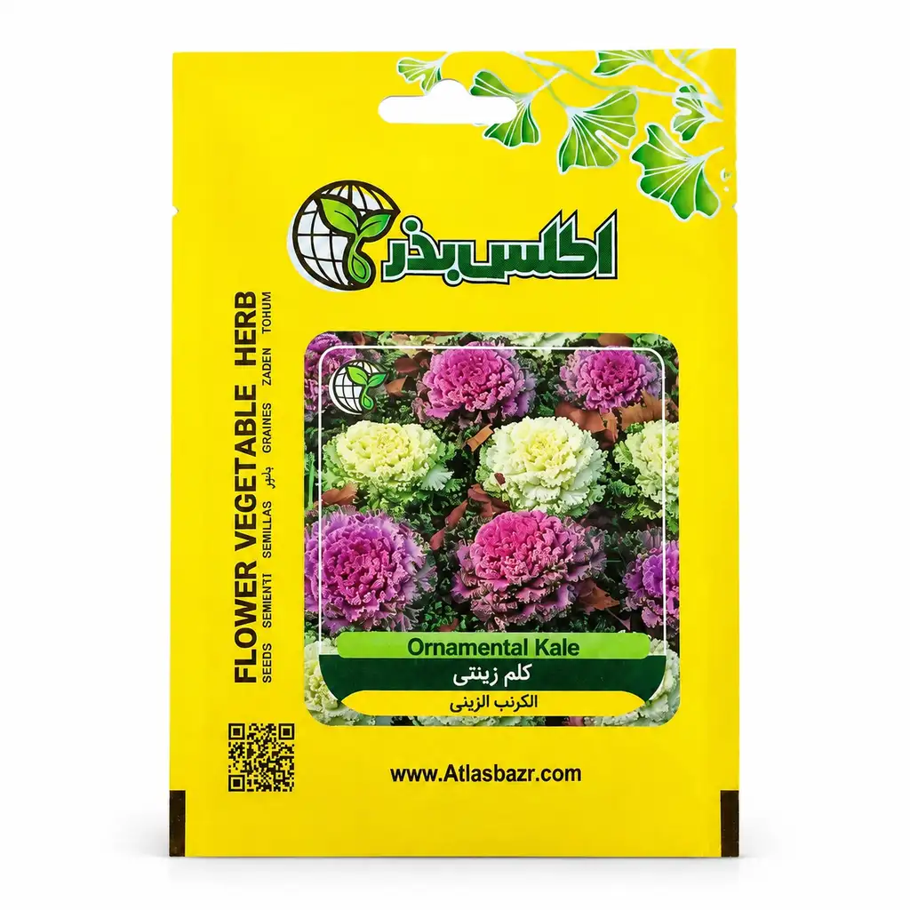 بذر کلم زینتی الوان