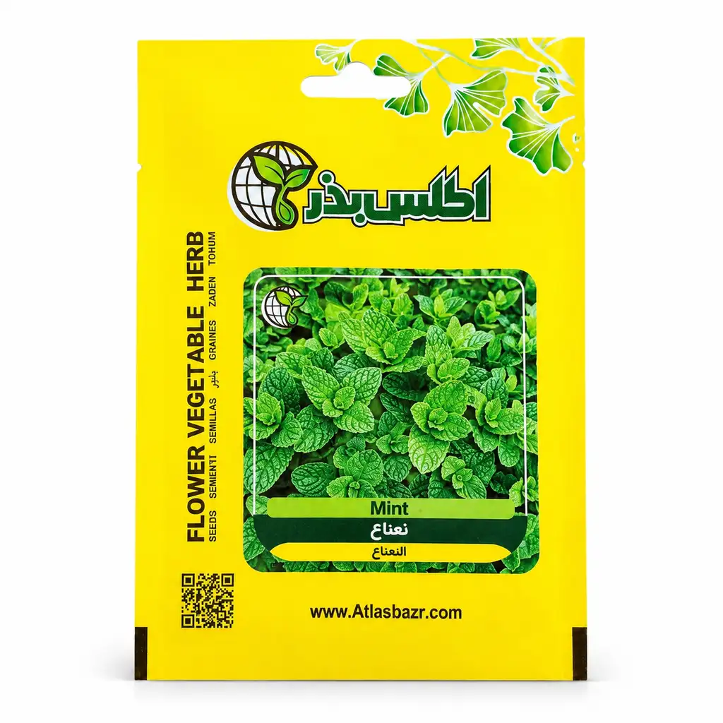بذر نعناع معطر و پرپشت