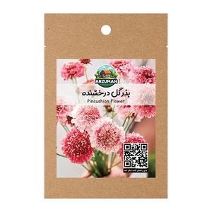 بذر گل درخشنده پامتوسط الوان آرزومان (اسکابیوسا)