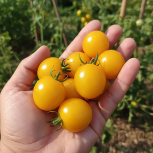 بذر گوجه فرنگی چری زرد