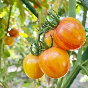 گوجه گیلاسی زنبور عسل