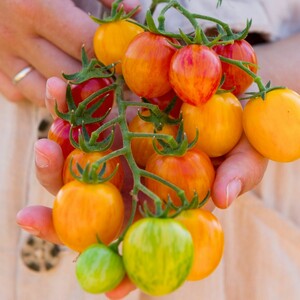گوجه گیلاسی زنبور عسل مناسب کاشت در گلدان و باغچه خانگی
