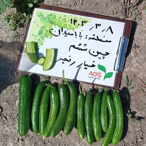 بذر خیار رنجر